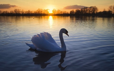 Header of an_swan