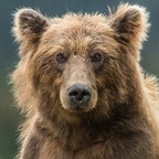 Profile picture of bearr