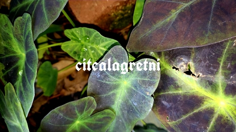 Header of citcalagretni