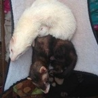Profile picture of ferret